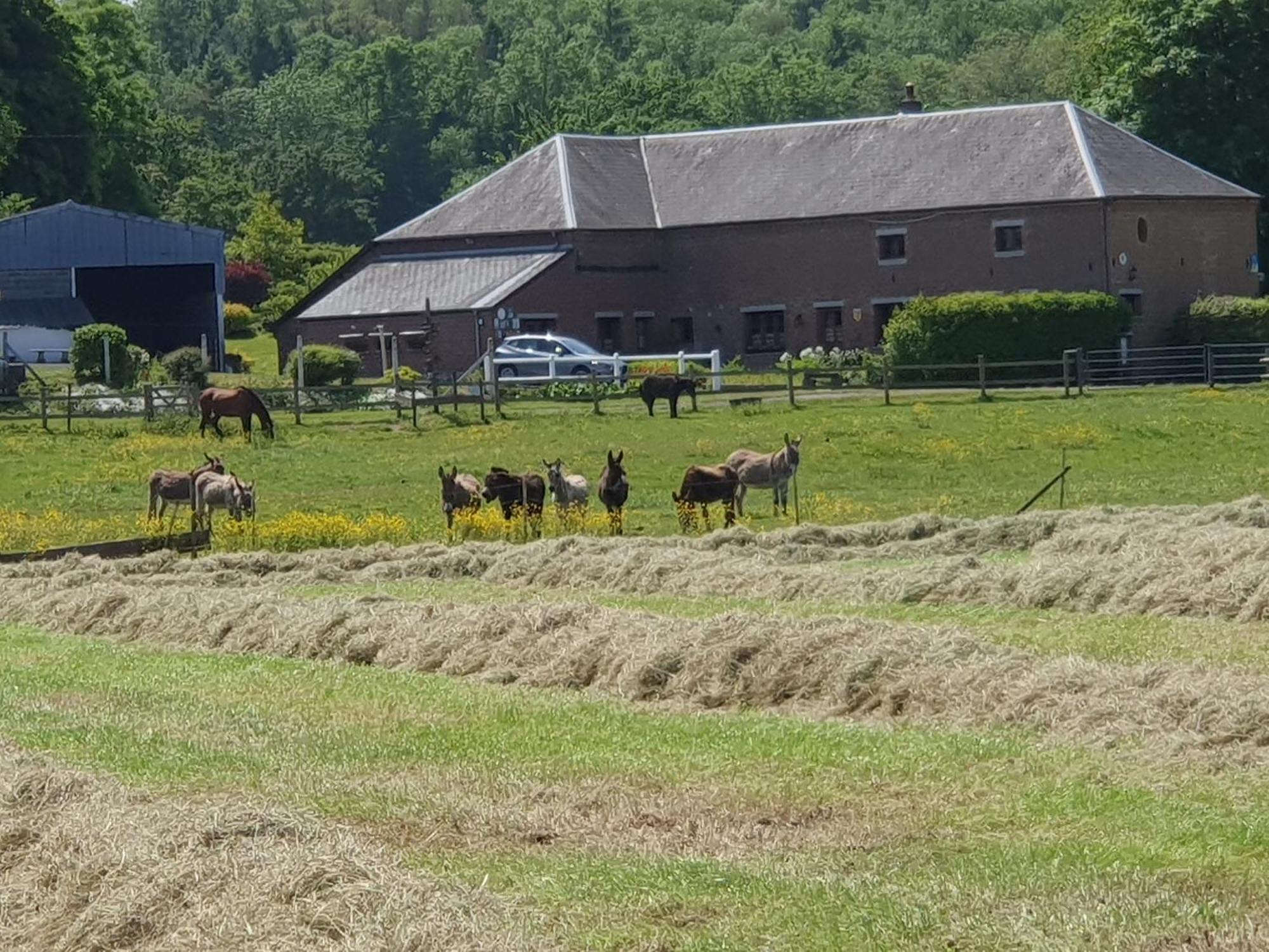 Les Mout'Anes Bed & Breakfast Saint-Hilaire-sur-Helpe Exterior foto