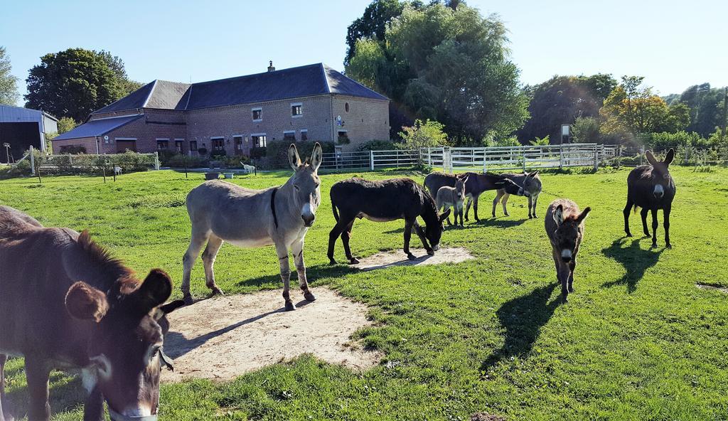Les Mout'Anes Bed & Breakfast Saint-Hilaire-sur-Helpe Exterior foto