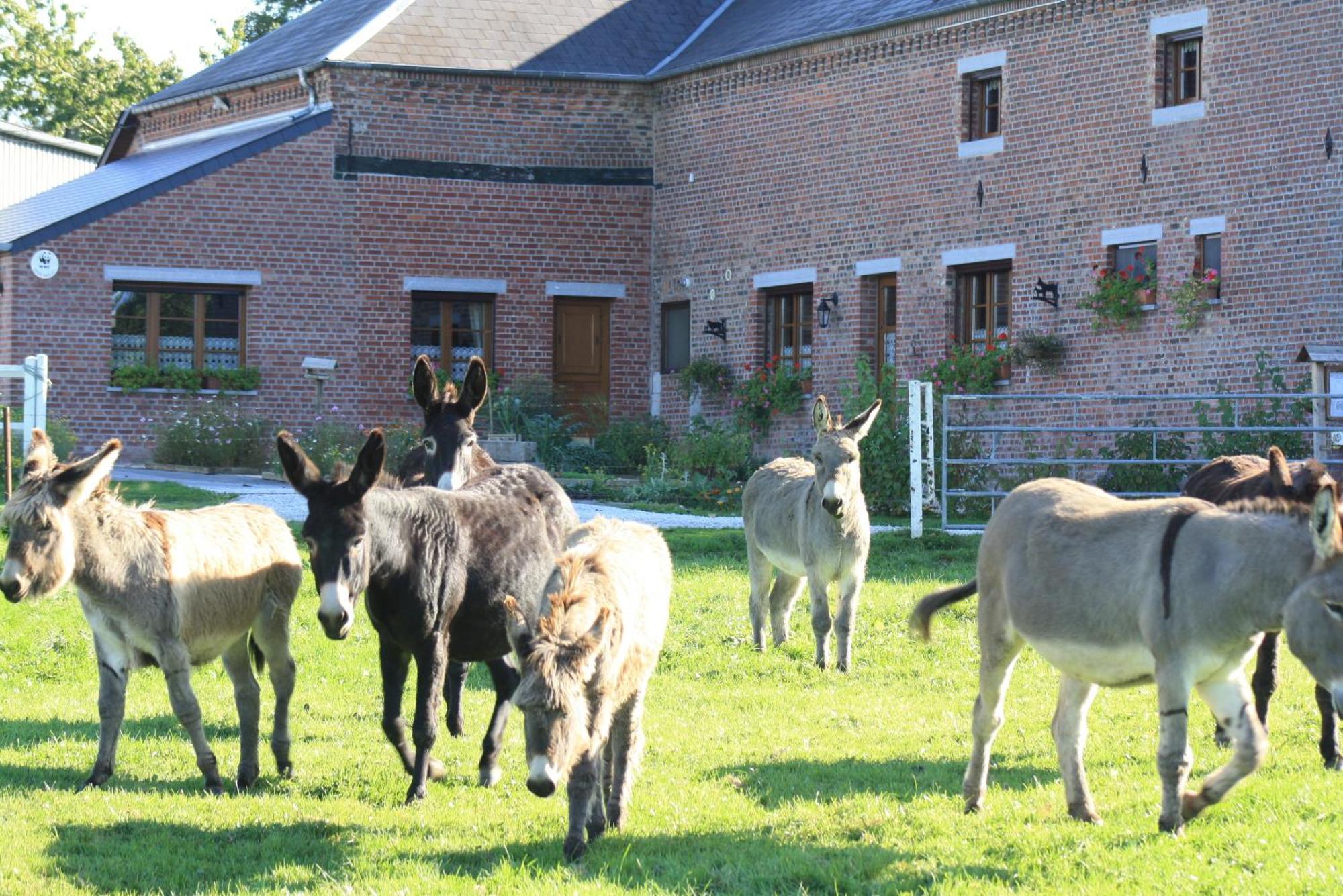 Les Mout'Anes Bed & Breakfast Saint-Hilaire-sur-Helpe Exterior foto